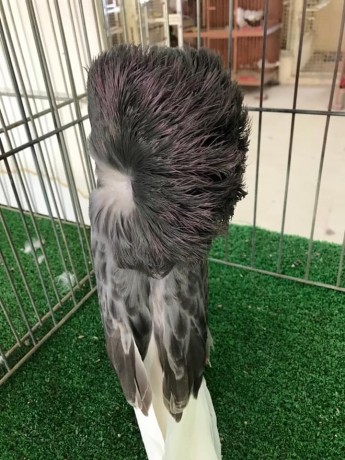 Silver Cock 2019 1