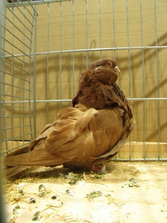 Cinsky holub, Chinesentauben, Chinese owl 64