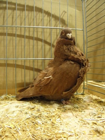 Cinsky holub, Chinesentauben, Chinese owl 68
