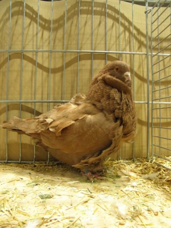 Cinsky holub, Chinesentauben, Chinese owl 70