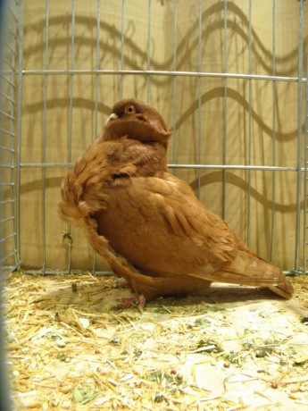 Cinsky holub, Chinesentauben, Chinese owl 71