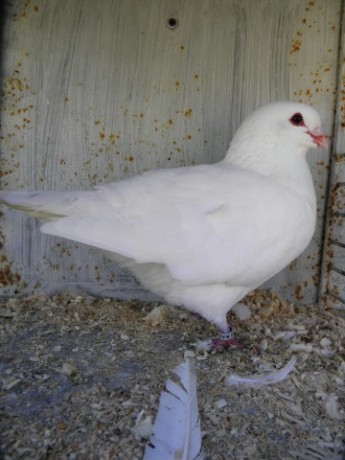 P9190034