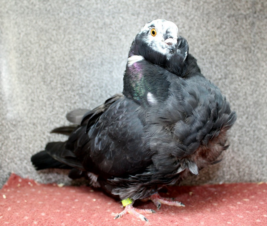 0.1 cerna tygra D71-17CZ (chinesentauben, chinese owl pigeon)