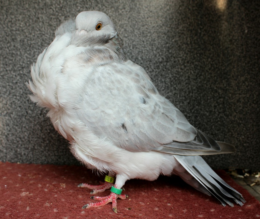 0.1 qualmond D79-17CZ (chinesentauben, chinese owl pigeon)