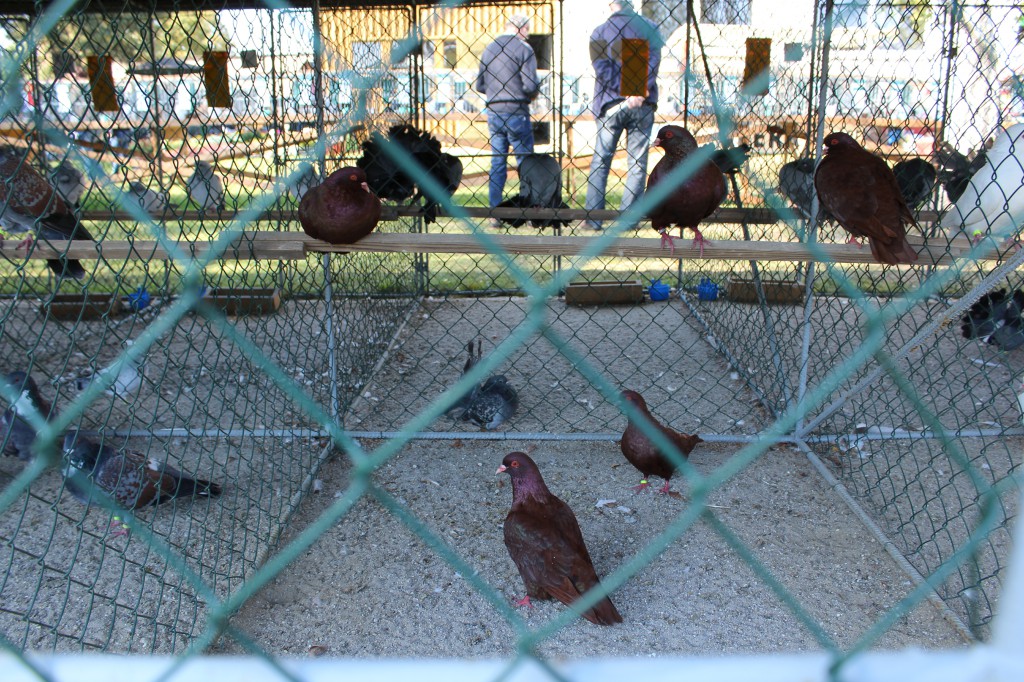 IMG_8033