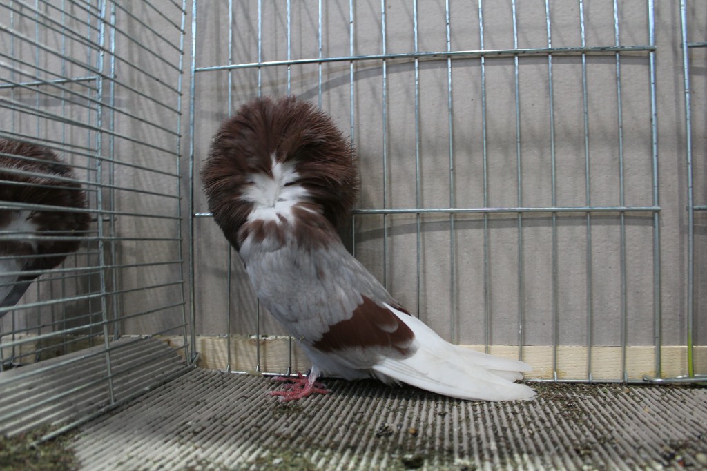 Parukar, Jacobin pigeon, Peruckentaube 06 Lipsia 2017