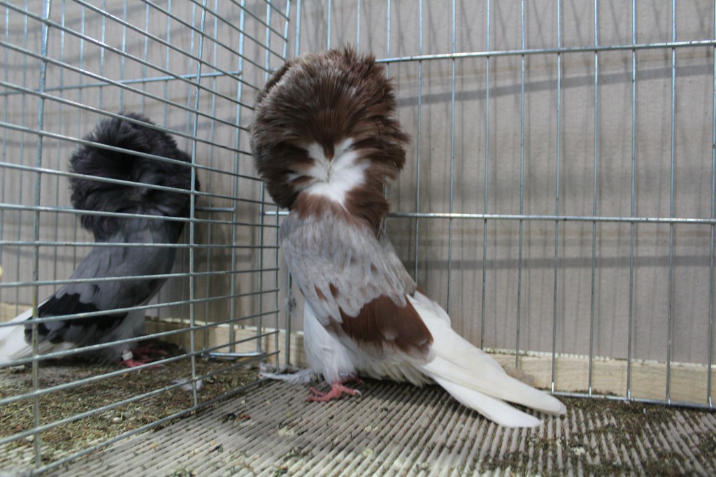 Parukar, Jacobin pigeon, Peruckentaube 08 Lipsia 2017