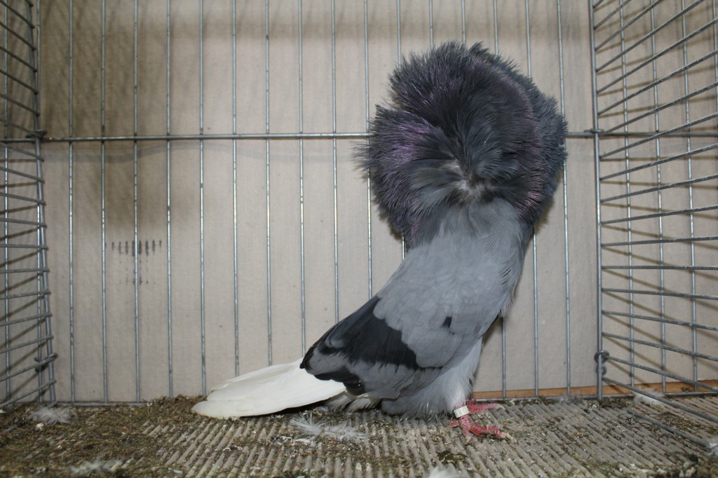 Parukar, Jacobin pigeon, Peruckentaube 12 Lipsia 2017