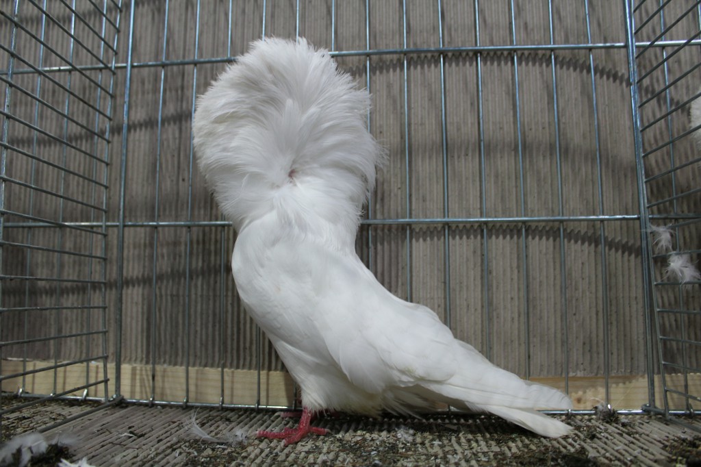 Parukar, Jacobin pigeon, Peruckentaube 65 Lipsia 2017