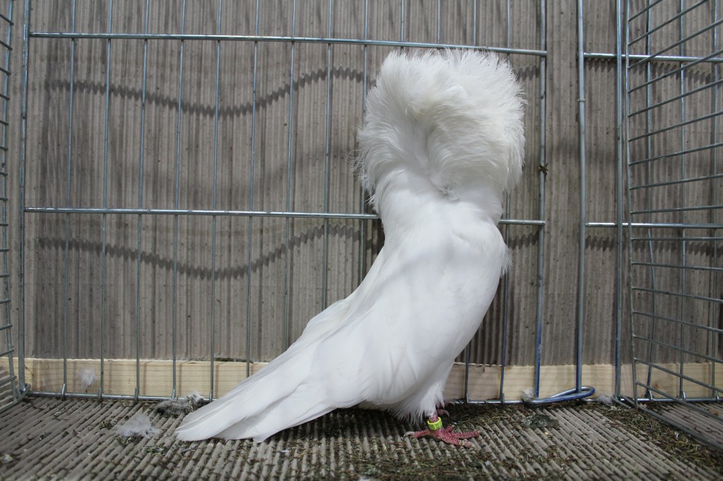 Parukar, Jacobin pigeon, Peruckentaube 69 Lipsia 2017