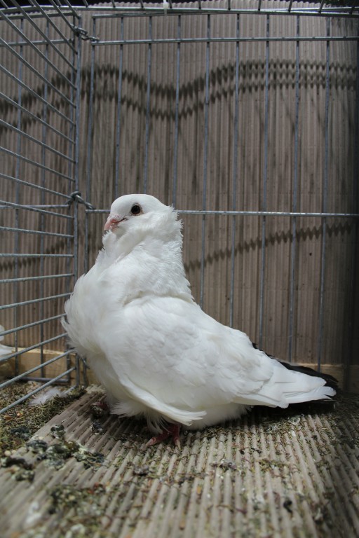 Cinsky holub, chinese owl pigeon, Chinesentaube 004 Lipsia 2017