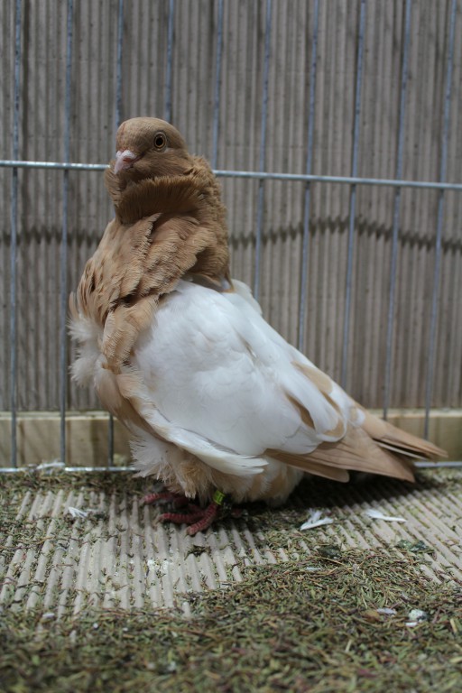 Cinsky holub, chinese owl pigeon, Chinesentaube 010 Lipsia 2017