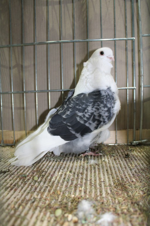 Cinsky holub, chinese owl pigeon, Chinesentaube 062 Lipsia 2017