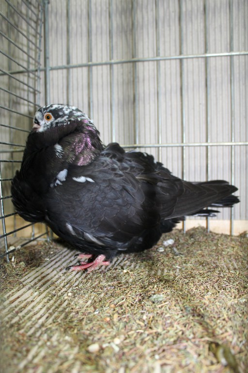 Cinsky holub, chinese owl pigeon, Chinesentaube 071 Lipsia 2017