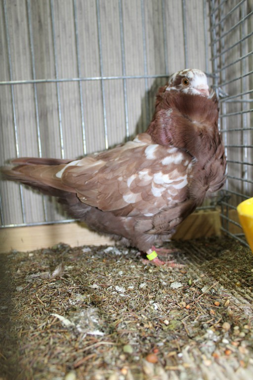 Cinsky holub, chinese owl pigeon, Chinesentaube 081 Lipsia 2017