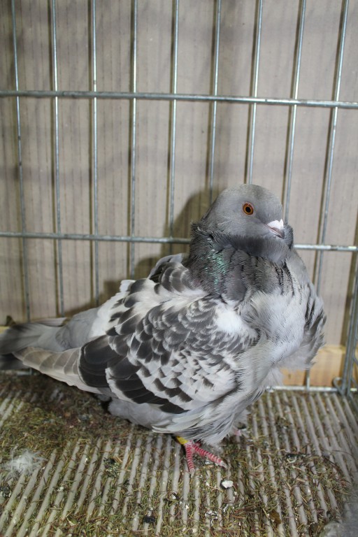 Cinsky holub, chinese owl pigeon, Chinesentaube 105 Lipsia 2017