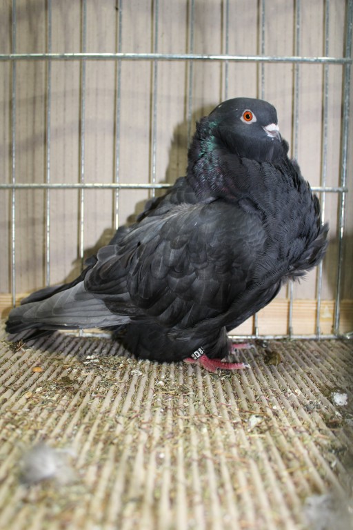 Cinsky holub, chinese owl pigeon, Chinesentaube 120 Lipsia 2017