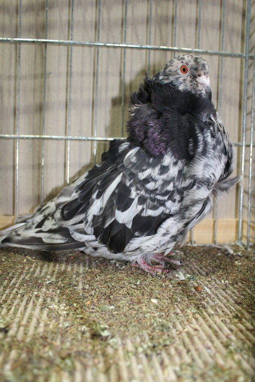 Cinsky holub, chinese owl pigeon, Chinesentaube 121 Lipsia 2017