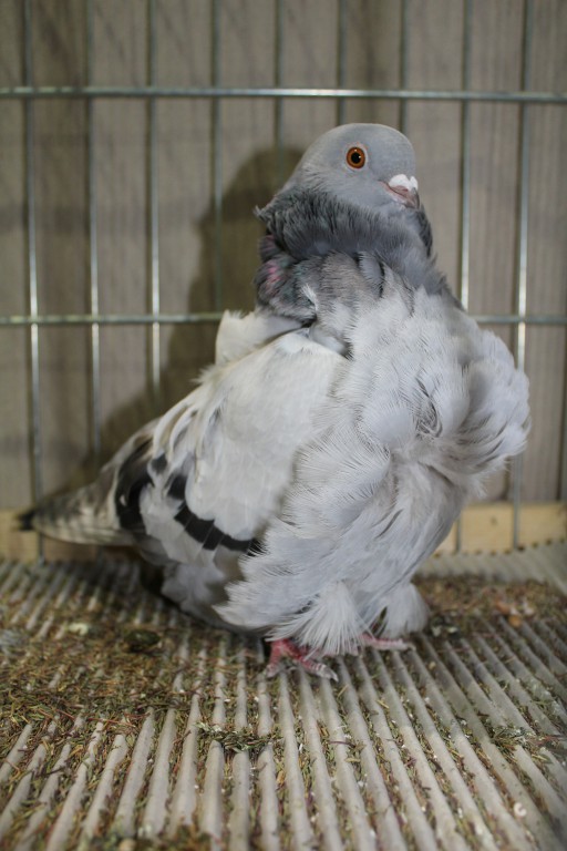 Cinsky holub, chinese owl pigeon, Chinesentaube 139 Lipsia 2017