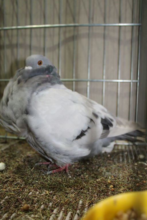 Cinsky holub, chinese owl pigeon, Chinesentaube 145 Lipsia 2017