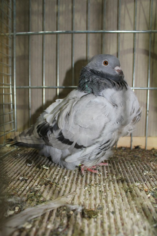 Cinsky holub, chinese owl pigeon, Chinesentaube 147 Lipsia 2017