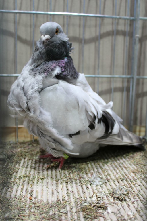 Cinsky holub, chinese owl pigeon, Chinesentaube 156 Lipsia 2017