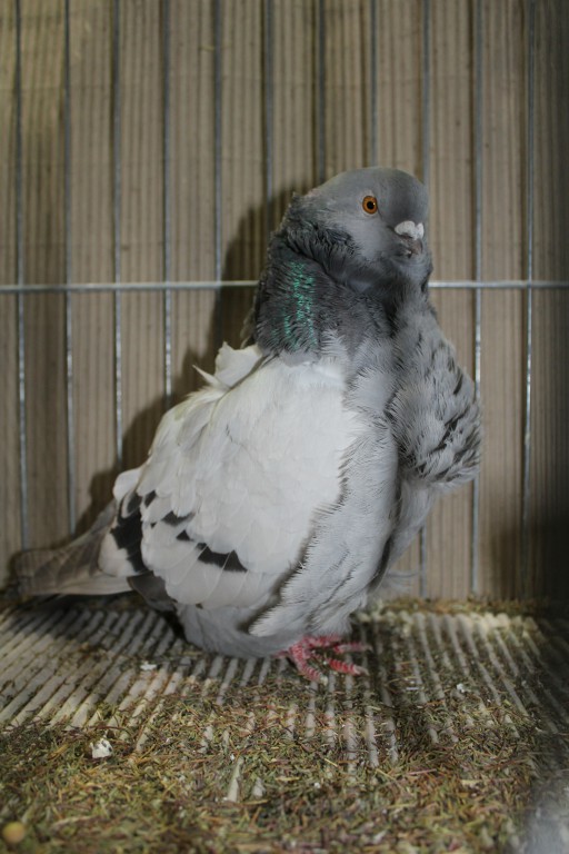 Cinsky holub, chinese owl pigeon, Chinesentaube 158 Lipsia 2017