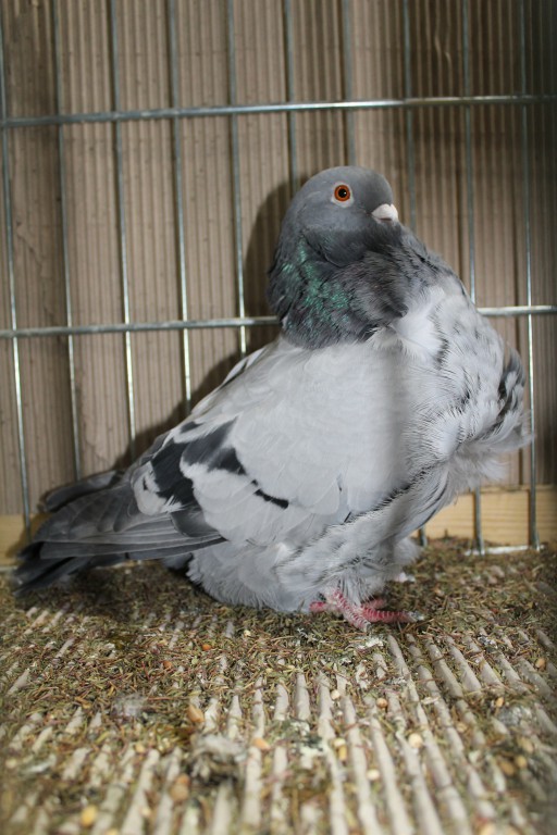 Cinsky holub, chinese owl pigeon, Chinesentaube 164 Lipsia 2017