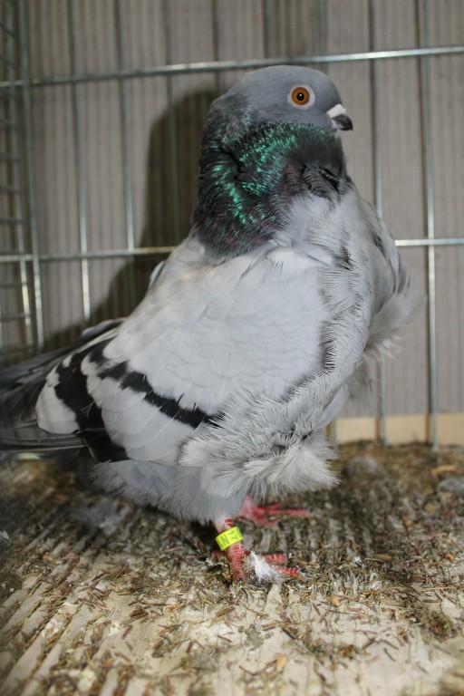 Cinsky holub, chinese owl pigeon, Chinesentaube 167 Lipsia 2017