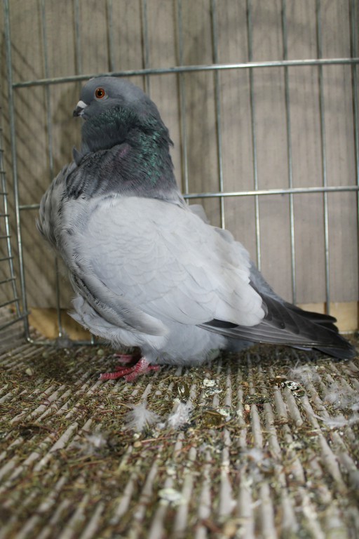 Cinsky holub, chinese owl pigeon, Chinesentaube 171 Lipsia 2017