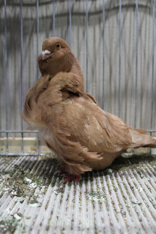 Cinsky holub, chinese owl pigeon, Chinesentaube 184 Lipsia 2017