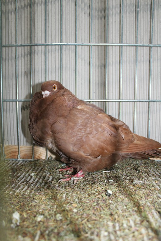 Cinsky holub, chinese owl pigeon, Chinesentaube 187 Lipsia 2017