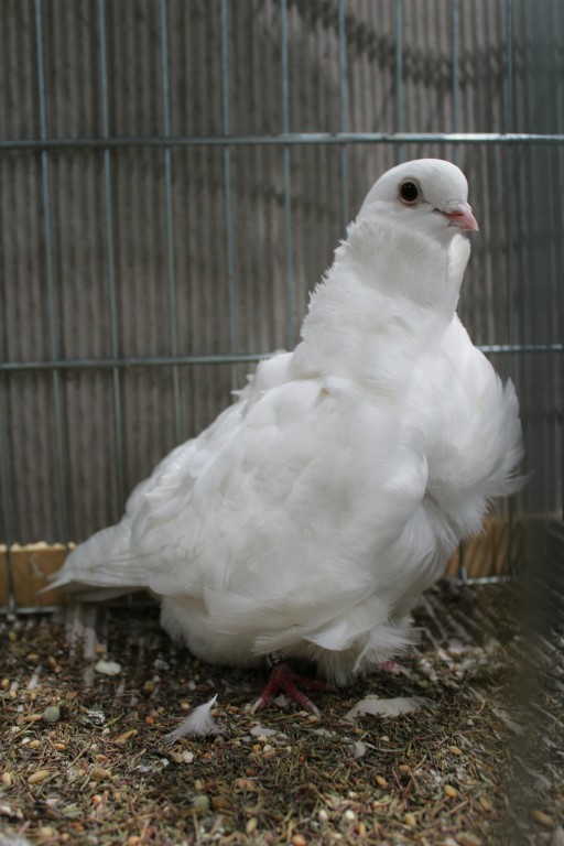 Cinsky holub, chinese owl pigeon, Chinesentaube 196 Lipsia 2017