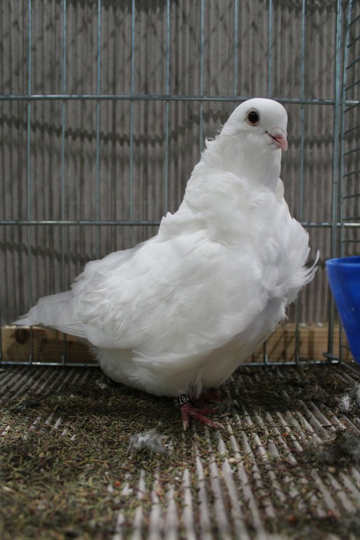 Cinsky holub, chinese owl pigeon, Chinesentaube 200 Lipsia 2017