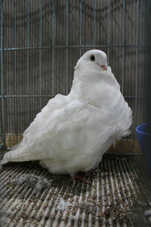 Cinsky holub, chinese owl pigeon, Chinesentaube 201 Lipsia 2017