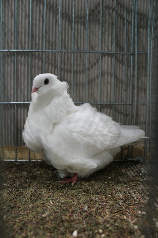 Cinsky holub, chinese owl pigeon, Chinesentaube 203 Lipsia 2017