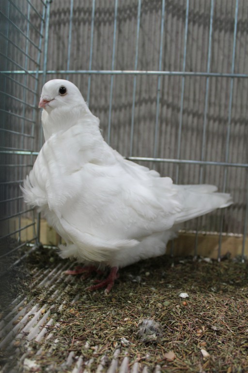 Cinsky holub, chinese owl pigeon, Chinesentaube 207 Lipsia 2017