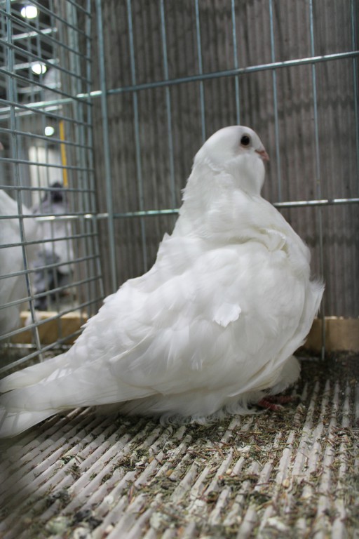 Cinsky holub, chinese owl pigeon, Chinesentaube 208 Lipsia 2017