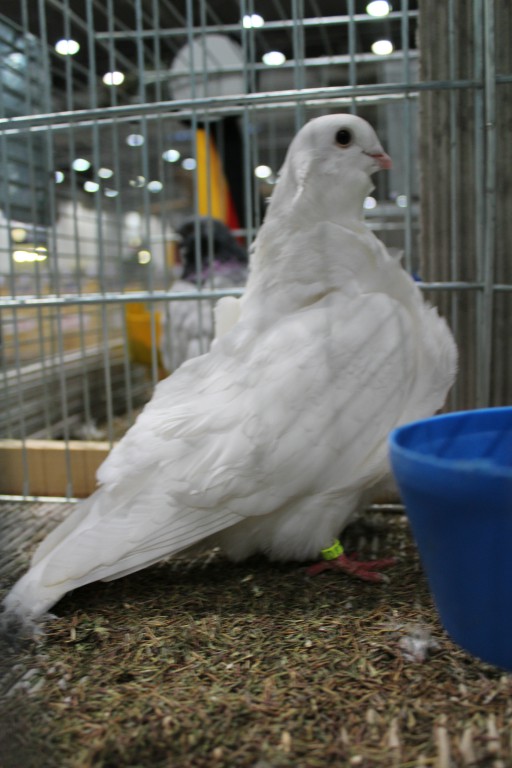 Cinsky holub, chinese owl pigeon, Chinesentaube 209 Lipsia 2017