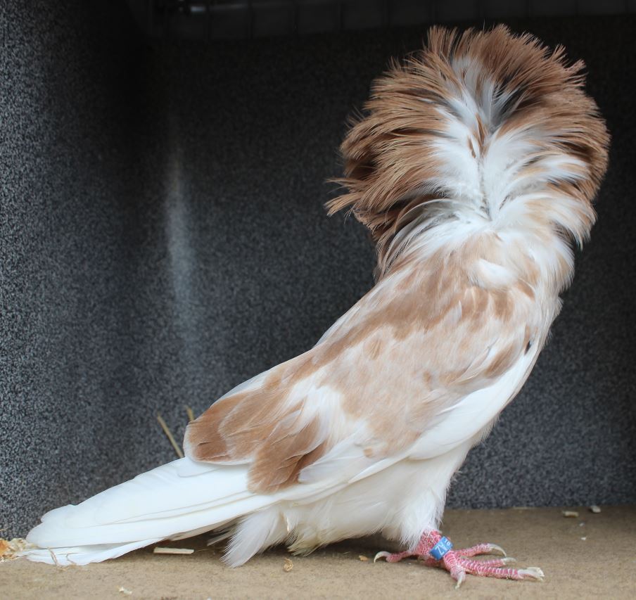 Parukář | Perückentaube | jacobin pigeon almond AZ333 - 18 CZ