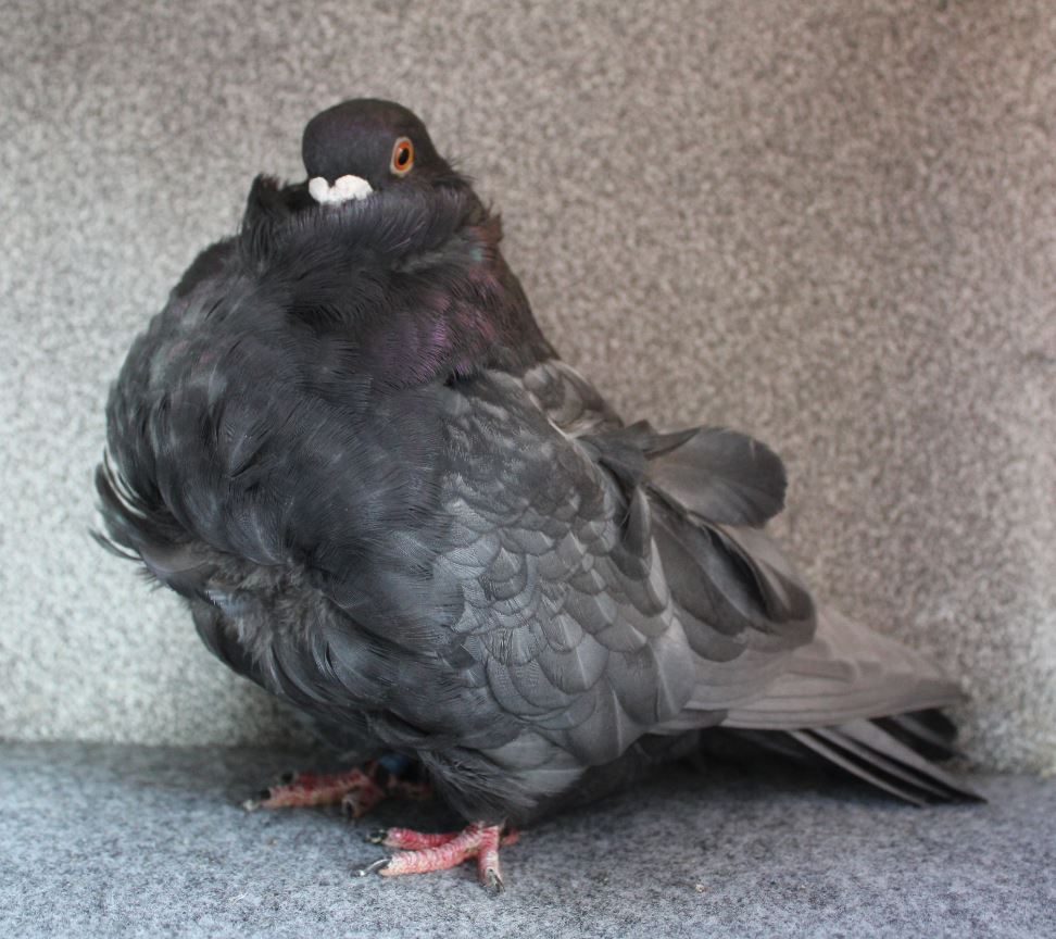 chinese owl pigeon andalusian (1.0) AF501 - 18 CZ