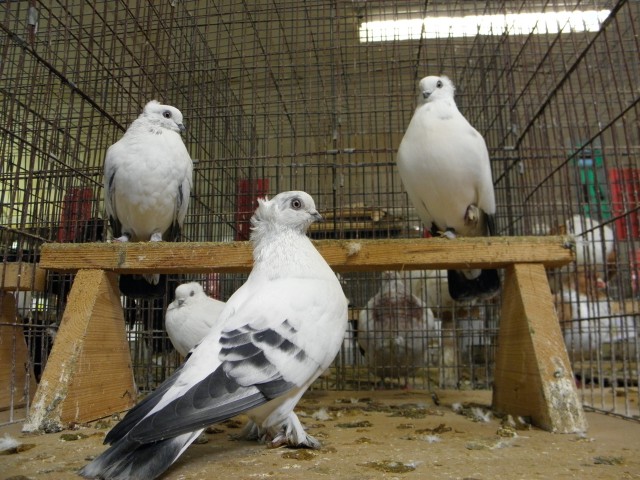 P3080147