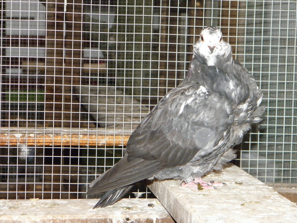 P6020219