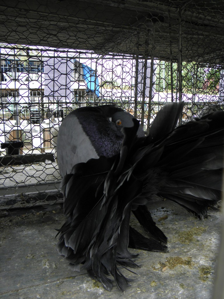 P7050280