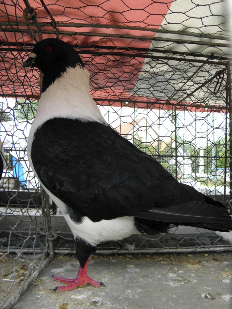 P7050288
