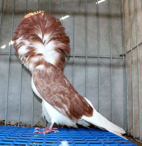 1.0 jacobin pigeon - red tiger D8463 - 19 CZ (young)