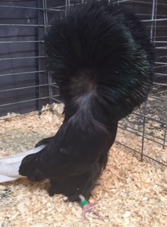 504-17 Black hen