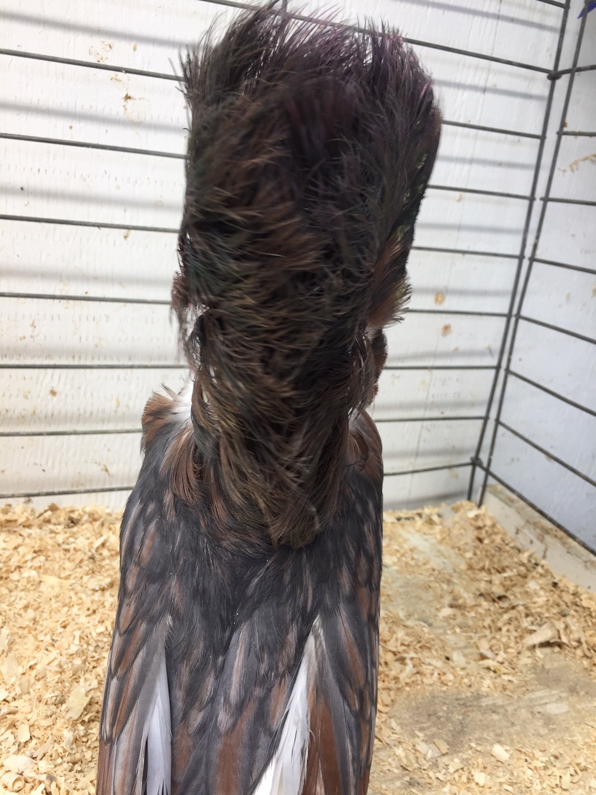 604-17 indigo hen III.