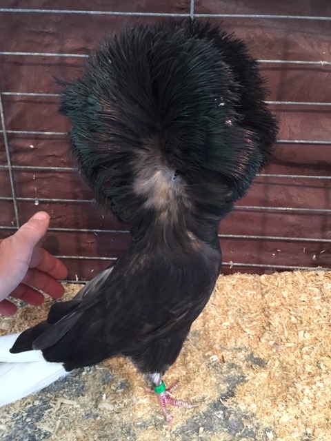 626-17 Black hen