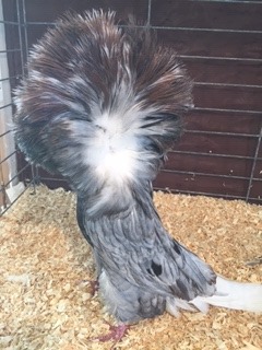 55-18 Andalusian cock